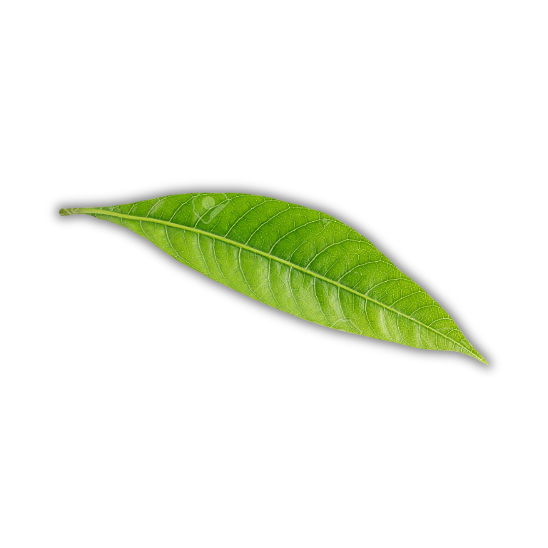 FEUILLE DE MANGUE KG